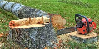 Wayzata, MN Tree Services Company