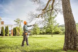 Best Stump Grinding and Removal  in Wayzata, MN