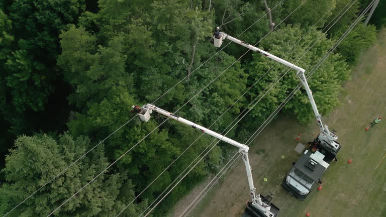 Best Root Management and Removal  in Wayzata, MN