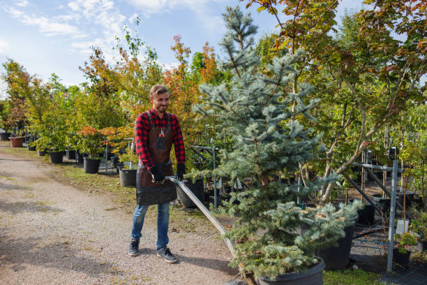 Best Hedge Trimming  in Wayzata, MN